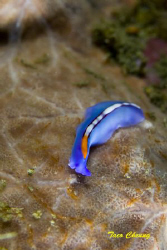 Flatworm @ Anilao by Taco Cheung 